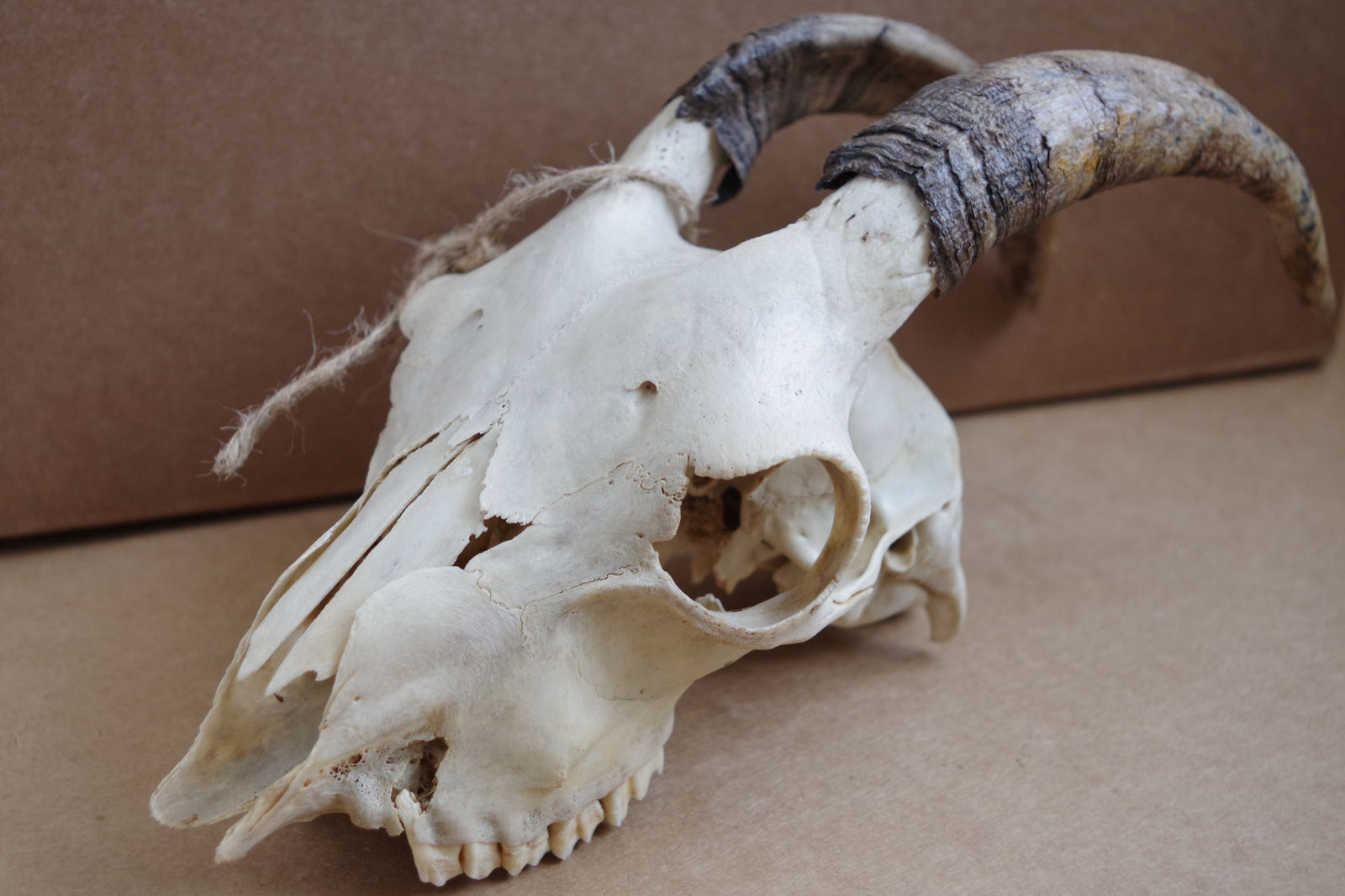Goat Skull