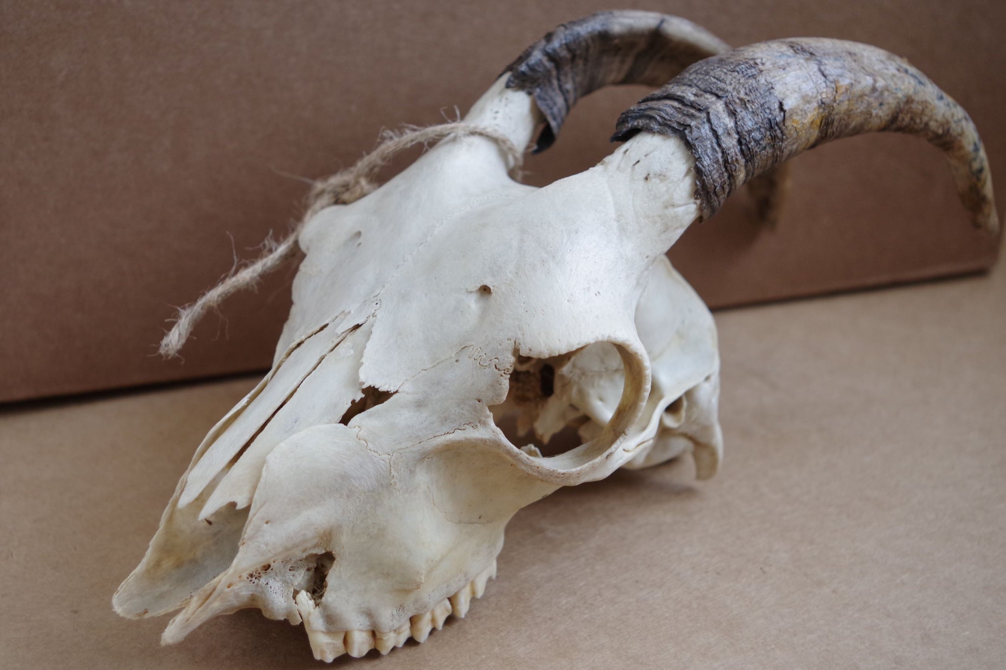Goat Skull Four Harvest Farm Company goat-skull-four-harvest-farm-company